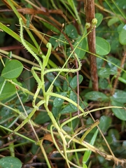 Drosera finlaysoniana