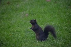 Sciurus carolinensis