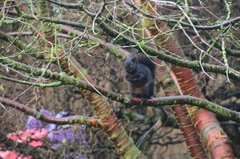 Sciurus carolinensis