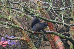 Sciurus carolinensis