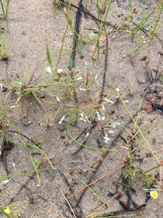 Utricularia bisquamata