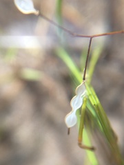 Utricularia bisquamata