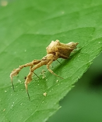 Uloborus eberhardi