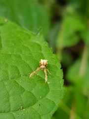 Uloborus eberhardi