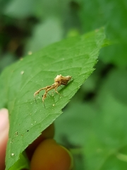 Uloborus eberhardi