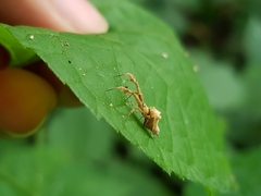 Uloborus eberhardi