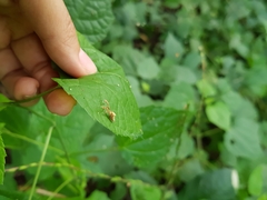 Uloborus eberhardi