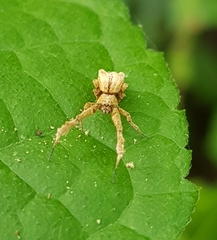 Uloborus eberhardi