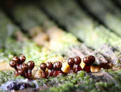 Trichia botrytis