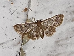 Idaea