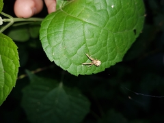 Uloborus eberhardi