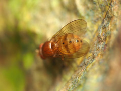 Physoclypeus coquilletti