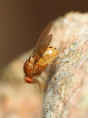 Physoclypeus coquilletti
