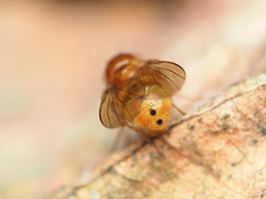 Physoclypeus coquilletti