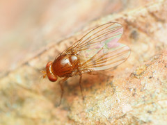 Physoclypeus coquilletti