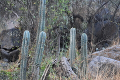 Trichocereus macrogonus peruvianus