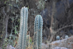 Trichocereus macrogonus peruvianus