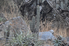 Haageocereus acranthus