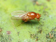 Physoclypeus