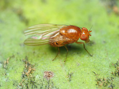 Physoclypeus