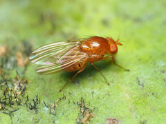 Physoclypeus