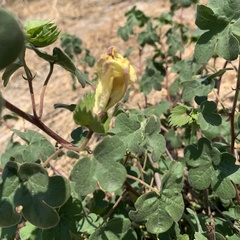 Gossypium herbaceum