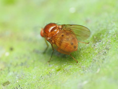 Physoclypeus coquilletti