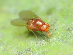 Physoclypeus coquilletti