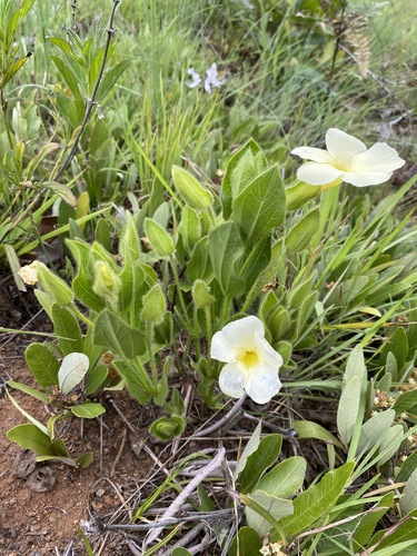 Thunbergia atriplicifolia image
