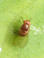 Physoclypeus coquilletti