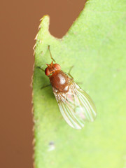 Physoclypeus coquilletti