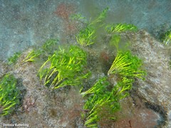 Cymopolia barbata