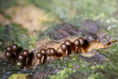 Trichia botrytis
