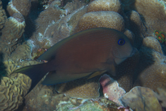 Ctenochaetus binotatus