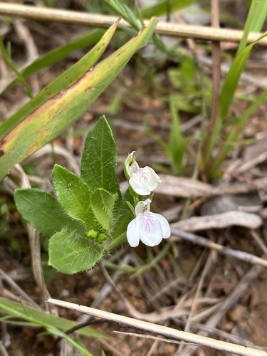 Justicia anagalloides image