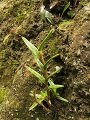 Epidendrum zipaquiranum