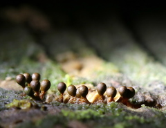 Trichia botrytis