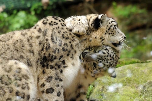 Snow Leopard