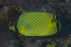 Chaetodon rafflesii