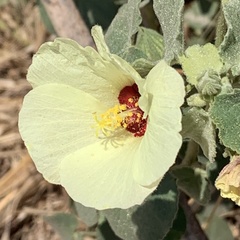 Pavonia senegalensis