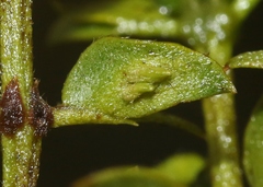 Asphondylia silicula
