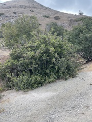Rhus integrifolia × ovata