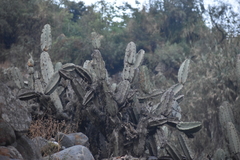 Armatocereus matucanensis