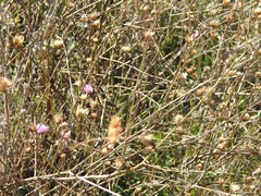 Mantisalca salmantica