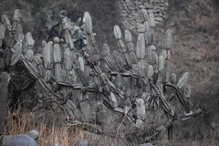 Armatocereus matucanensis