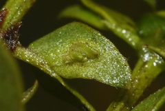 Asphondylia silicula