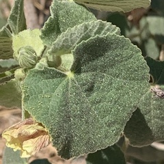 Pavonia senegalensis