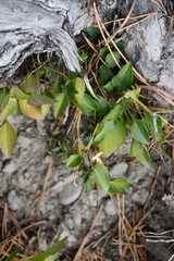 Viola rupestris