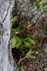 Viola rupestris