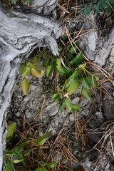 Viola rupestris